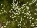 Saxifraga tenella Skalnica